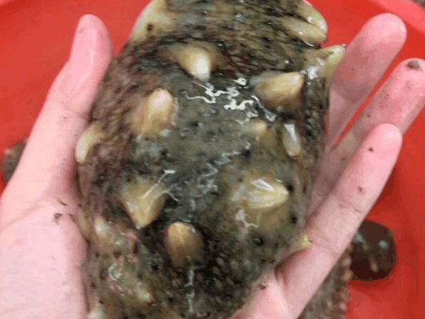 砣矶岛野生海参